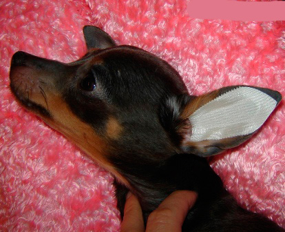 Quando as orelhas estiverem secas, cole o desenho no ouvido do cão, como mostrado na foto, e alise-o cuidadosamente