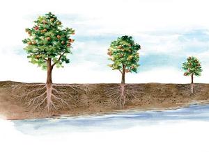 Протягом сезону вегетації можуть статися непередбачені пошкодження дерев, тоді і необхідна