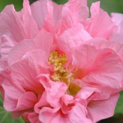 Китайська троянда є стійким рослиною по відношенню до різноманітних паразитів і захворювань