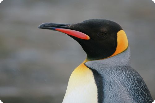 Тут, не надто віддаляючись від узбережжя, щоб мати вихід до моря, пінгвіни збираються в численні колонії - загальне число королівських пінгвінів перевищує два мільйони пар, і це далеко не межа