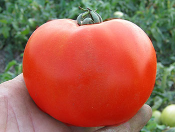 Якщо ви хочете зібрати великі плоди томатів якомога раніше, то вам варто звернути увагу на гібрид Супернова F1