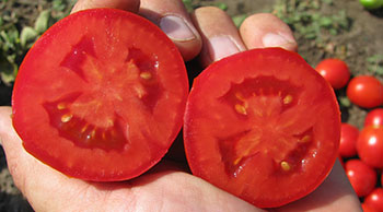П'єтра Росса F1 добре підійде фермерам, які займаються великомасштабним вирощуванням польового томата