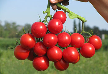 Руфус F1 - це високоякісний томат, який можна продавати в свіжому вигляді або попередньо обробляти