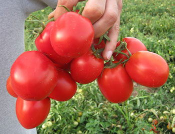 Це середньоранній детермінантний гібрид томату призначений для вирощування на відкритому грунті, який дає високі врожаї навіть при високих температурах
