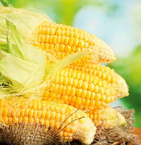 Світловий день для успішної вегетації насіння кукурудзи повинен бути 8-10 годин