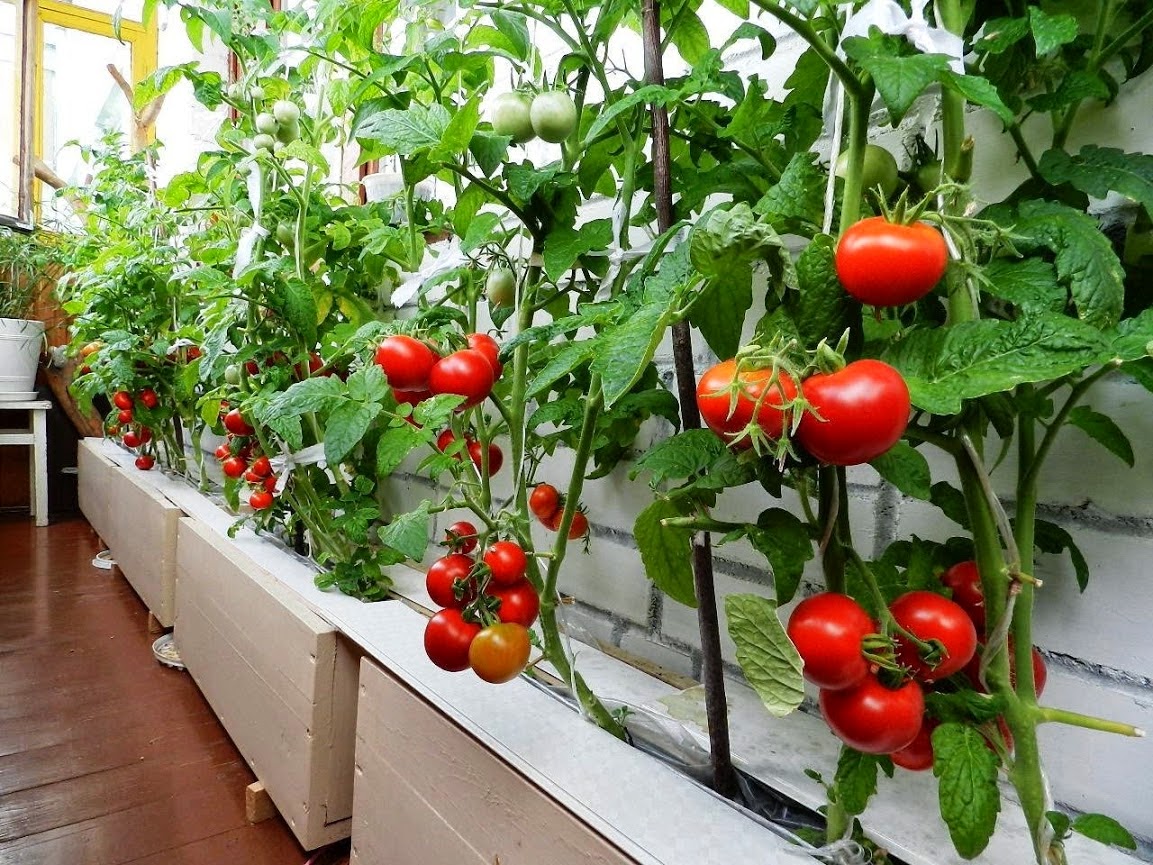 І помідор є однією з найпопулярніших культур серед балконних «городників», адже зростає добре, зріє швидко і довго радує рясними врожаями