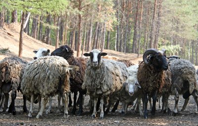 У господарстві фермера Олексія Идрисова з Свободненского Чудіновкі дві тисячі овець