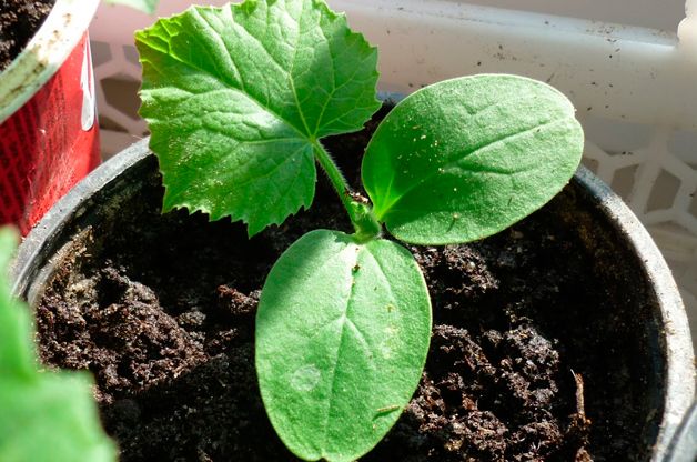 Вирощування огірків будинку можна розділити на 2 етапи: підготовка розсади і безпосереднє вирощування рослин