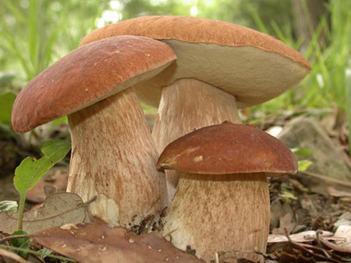 Білі гриби: фото