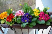 Для вирощування овочів часто використовують   балконні ящики для квітів