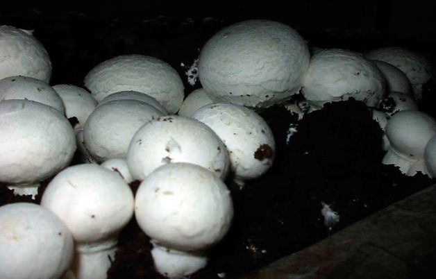 Починається період зростання самих грибів