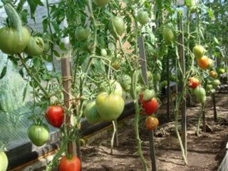 Кожен дачник повинен знати, як виростити томати в своїй теплиці, і для цього у нього повинно бути безліч різних способів вирощування цих овочів