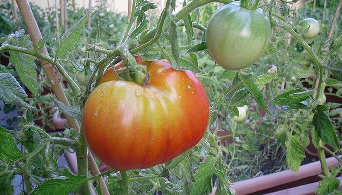 Від невеликих травневих заморозків (до мінус 2 ° C) томати можна вберегти шляхом поливання грунту під укриттям