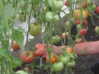 Догляд за висадженими помідорами в теплиці повинен бути більш ретельний в порівнянні з відкритим грунтом