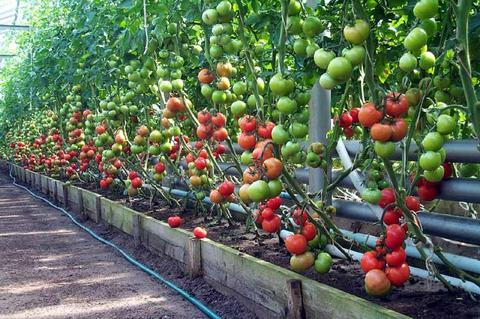 Вирощування розсади томатів для зимових теплиць