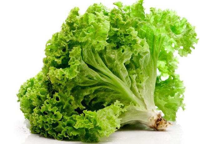 Широко поширені два види салату: листовий (не утворює качан) і качанний