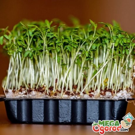 Особливості вирощування крес-салату