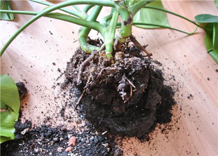Рослина буде хворіти і відрощувати нові коріння після посадки в горщик