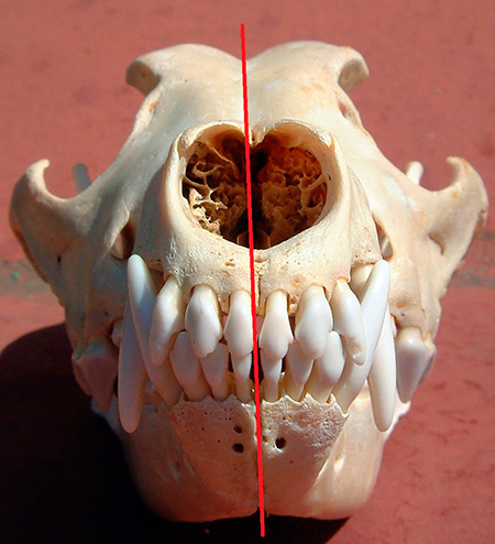 На цій фотографії ви бачите череп собаки з добре збереженими зубами, давайте проведемо уявну лінію посередині