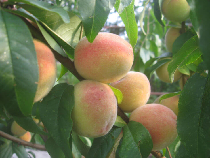 Багато садівники вважаю, що виростити вподобаний персик із решти кісточки неможливо