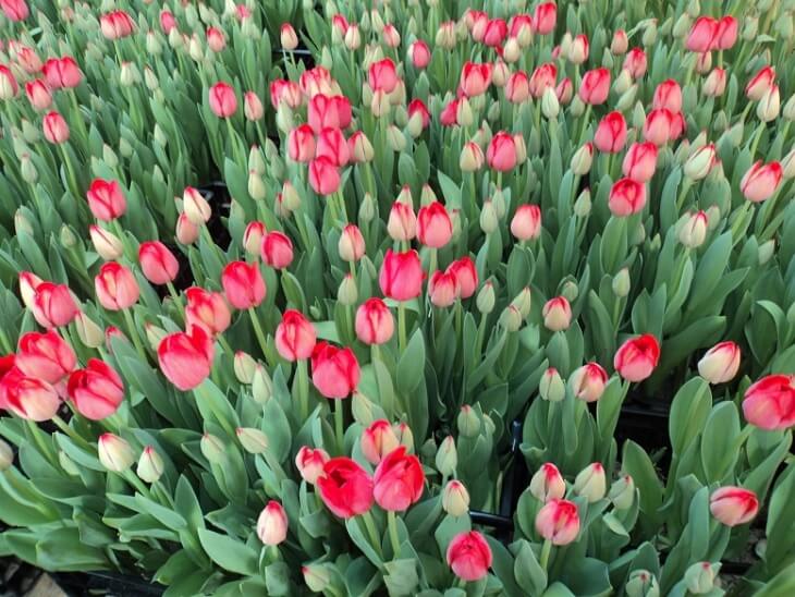 Для того щоб виростити тюльпани в теплиці до певного терміну, наприклад, до 8 березня, потрібно докласти чимало зусиль