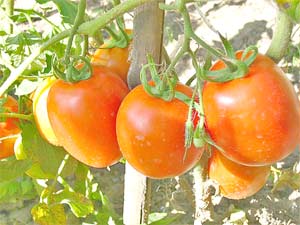 Останнім часом, від жорсткої посухи, постраждали багато помідорні посадки на більшій частині території Росії
