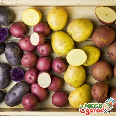 Які сорти картоплі вибрати