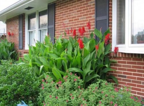 Масивний яскрава квітка може замаскувати або приховати неестетичні ділянки саду, господарські будівлі