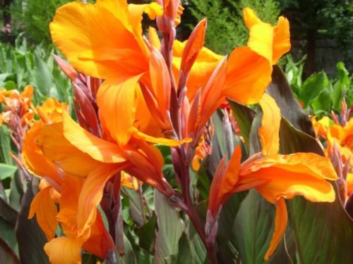 Висота рослини до 1,2 метра, цвіте оранжево-червоними квітами, листя пурпурні