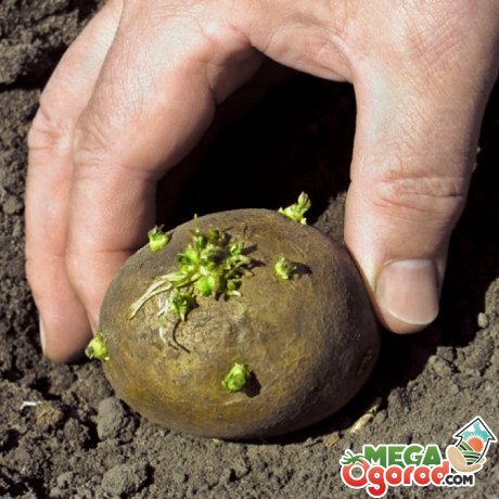 Помилки при вирощуванні картоплі за методом Митлайдера