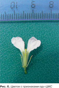 У 2008-2010 роках були виділені стерильні форми рослин редису ogu-ЦМС, з якими проводили схрещування лінійного матеріалу (рис
