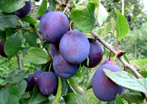 Плоди починає приносити вже на 5-й рік після висадки, у віці 10-років дає урожай близько 30-ти кг з одного дерева