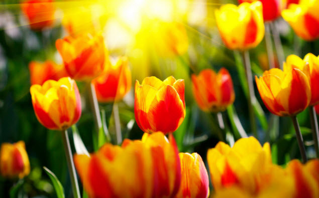 Вся людська любов вилилася в різноманітті цибулинного квіткової рослини - тюльпана