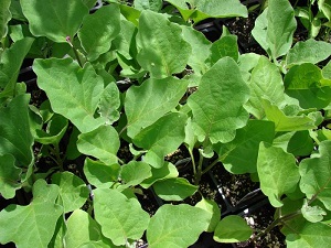 Висаджувати розсаду базиліка у відкритий грунт проводиться в період формування 4-5 листків у молодих рослин