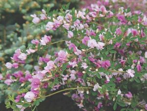 Невибаглива декоративна рослина гібіскус, досить часто вирощується квітникарями в кімнатних умовах, можливо вирощувати і в теплицях, застосовуючи гібриди і садові сорти