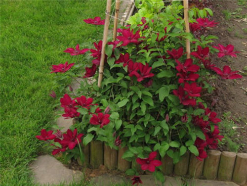 Ці ліани можна посадити біля квітучих рослин, створюючи загальну досить яскраву композицію: гортензії, троянди або будлеи