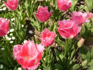 Згідно з міжнародною класифікацією сортів тюльпанів - бахромчасті відносяться до так званого 7 класу
