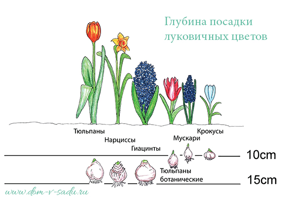 На яку глибину потрібно садити тюльпани, нарциси, гіацинти та інші цибулинні ви може подивитися на інфографіку