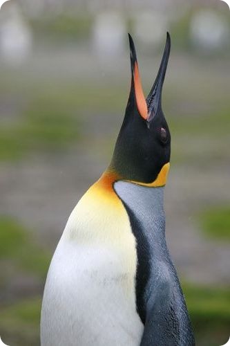 Залишатися в теплі королівським пінгвінам допомагають чотири шари пір'я, розташованих з великою щільністю - десять штук на одному квадратному сантиметрі