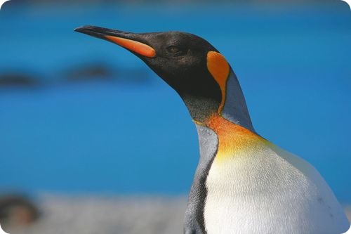 Курча королівського пінгвіна народжується без верхнього шару пір'я, а нижні представляють собою теплий коричневий пух, зігріваючий пташеня, але не дозволяє йому заходити в воду до повного дорослішання, тобто приблизно до двох років