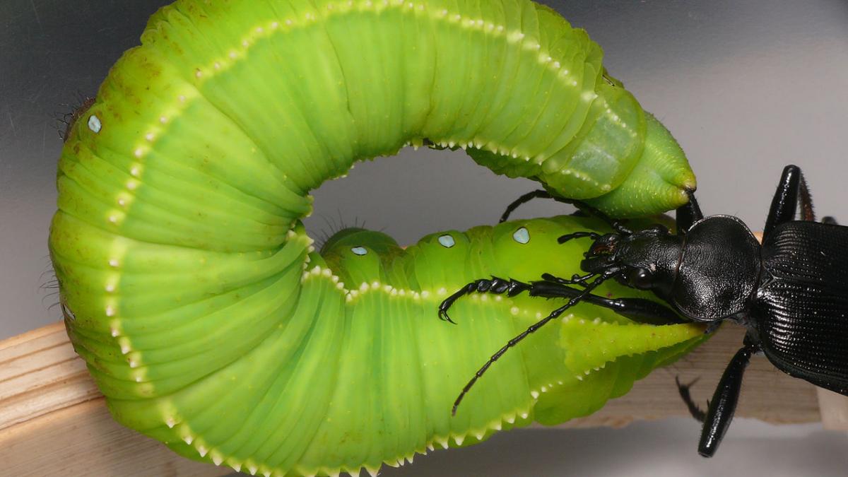 Гусениці бражника Ланге виявилися здатні постояти за себе перед будь-яким хижим жуком - вчені вперше зняли їх агресивну і небезпечну реакцію на напад
