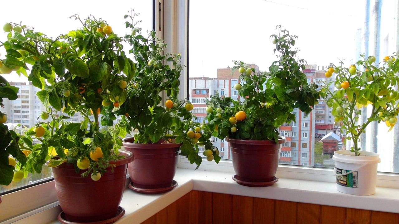 Серед численних видів томатів необхідно вибирати помідори, що володіють відповідними характеристиками для вирощування вдома на балконі