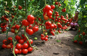 Щоб виростити смачні і ароматні томати на садовій ділянці, їм необхідно забезпечити грамотний догляд, який полягає в наступному: