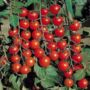 Особливою популярністю користуються помідори Черрі (Вишеньки), завдяки високим смаковим якостям і декоративному зовнішньому вигляду