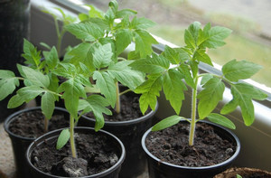 Технологія вирощування томатів всіх сортів, в тому числі черрі і його гібридів, складається з двох методів - насіннєвого і рассадного