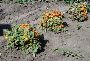 З огляду на всі перераховані вище нюанси, вирощування томатів, особливо черрі, з насіння малопродуктивно