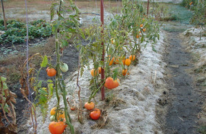 Щоб правильно виростити томати у відкритому грунті і отримати хороший урожай, посадкам необхідно забезпечити системний полив