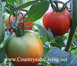 Ідеальною пропорцією макроелементів для томатів на етапі цвітіння і утворення плодів вважається   NPK 5-10-10