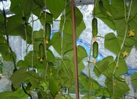 Читайте нашу статтю про   вирощування огірків на балконі