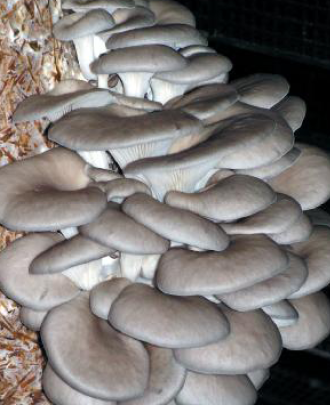 Мікроклімат в приміщеннях для вирощування грибів є виключно важливим параметром, що безпосередньо визначає хороші агротехнічні умови і, отже, економіку виробництва